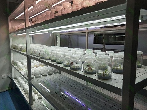 雨湖植物组织培养实验室设计建设方案